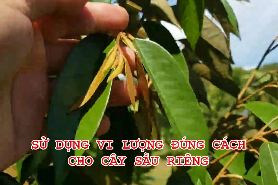 Sử dụng vi lượng đúng cách cho cây sầu riêng