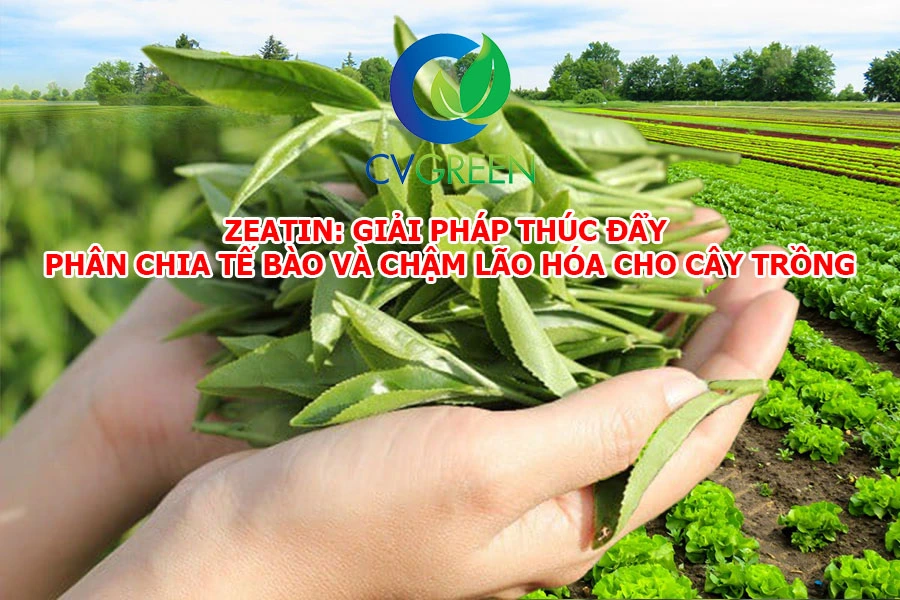 Zeatin: Giải pháp thúc đẩy phân chia tế bào và chậm lão hóa cho cây trồng