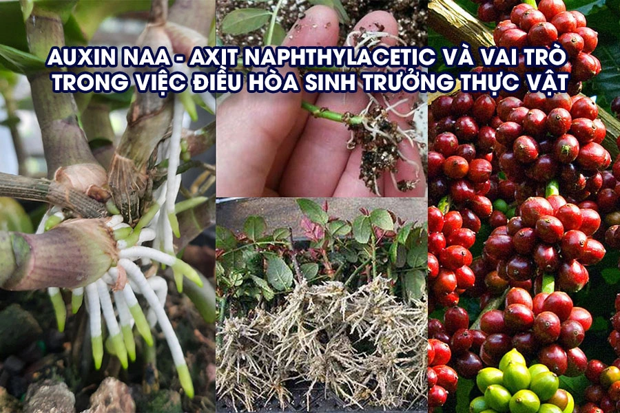 Auxin NAA - axit naphthylacetic và vai trò trong việc điều hòa sinh trưởng thực vật