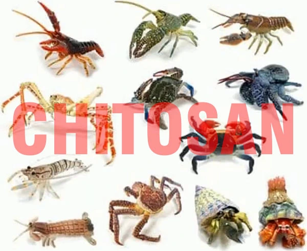 Chitosan - Công dụng, tính chất và ứng dụng trong trồng trọt và bảo quản thực phẩm