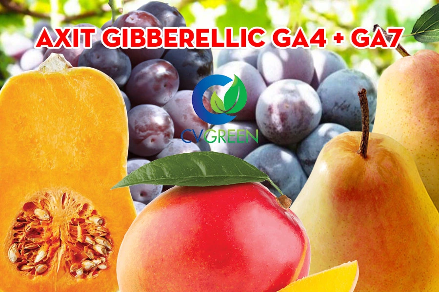 Axit Gibberellic GA4 + GA7: Đặc tính, ứng dụng và lợi ích đối với Nông Nghiệp