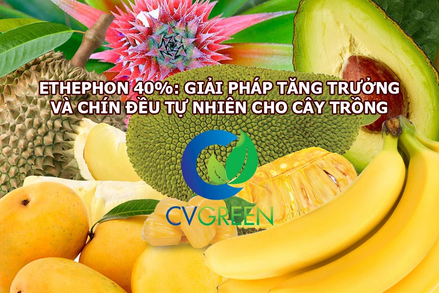 Ethephon 40%: Giải pháp tăng trưởng và chín đều tự nhiên cho cây trồng