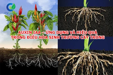 Auxin IAA – Ứng dụng và hiệu quả trong điều hòa sinh trưởng cây trồng