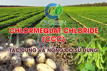 Chlormequat Chloride (CCC): Ức chế chiều cao, cứng cây, phát triển rễ và củ, tăng năng suất